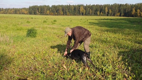 Обучение следовой работе дратхааров в питомнике vom Adlerhügel